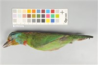 藏品(五色鳥)的圖片